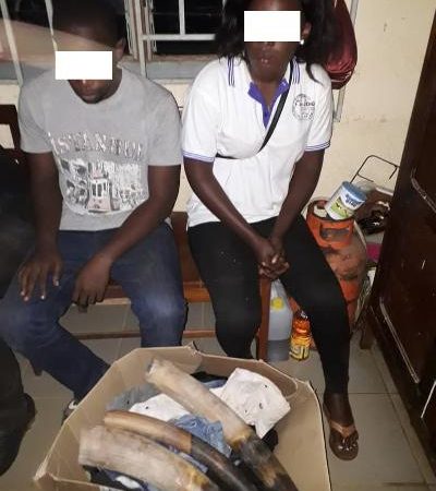 Des trafiquants d’ivoire risquent 10 ans de prison