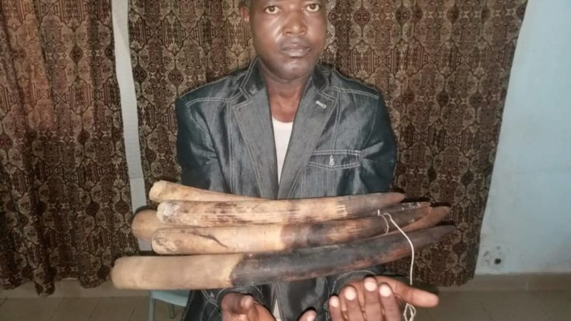 À MOANDA un trafiquant d’ivoire aux mains de la police judiciaire !
