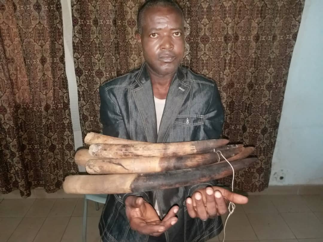 À MOANDA un trafiquant d’ivoire aux mains de la police judiciaire !