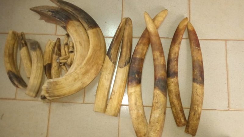 4 pointes d’ivoire et 16 dents d’hippopotames saisies à Tchibanga !