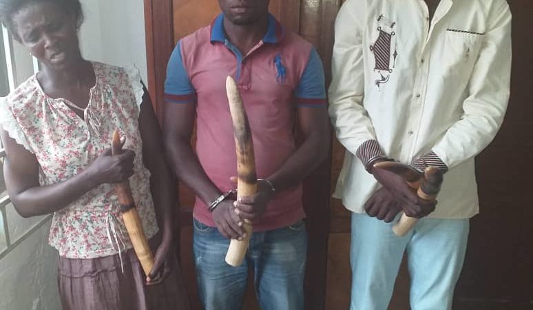 MOUILA: Trois trafiquants d’ivoire interpellés !