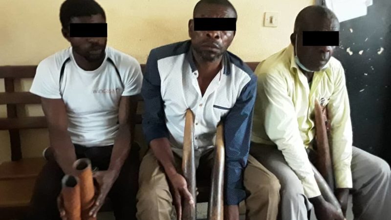 Des trafiquants d’ivoire interpellés à Lastourville !