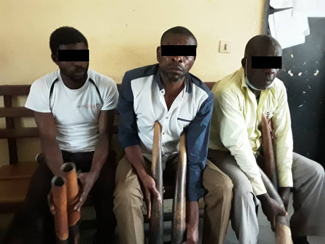 Des trafiquants d’ivoire interpellés à Lastourville !
