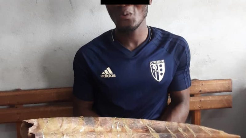 Franceville: Un groupe de trafiquants d’ivoire aux arrêts !