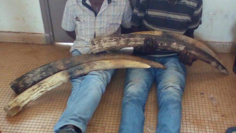 Trafic d’ivoire à Tchibanga : Deux suspects interpellés !