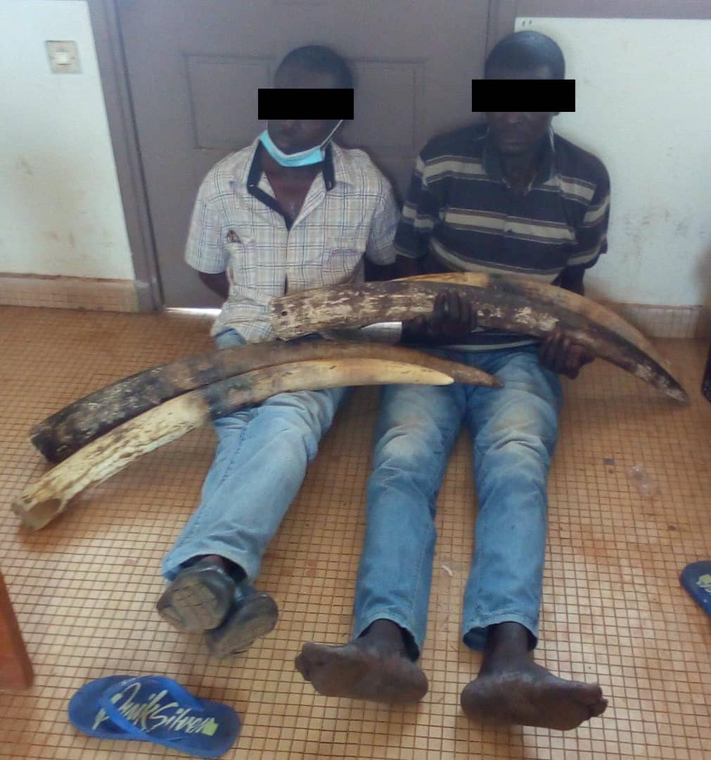 Trafic d’ivoire à Tchibanga : Deux suspects interpellés !