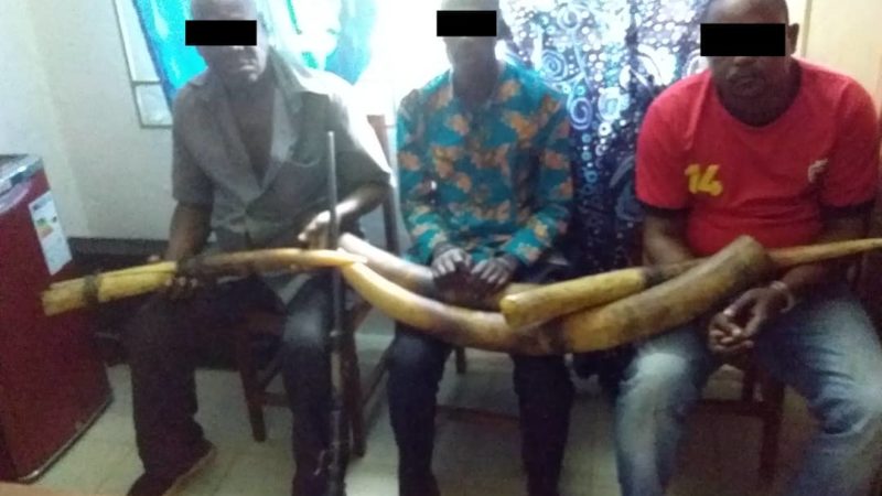 Ngounie/Trafic d’ivoire: 3 trafiquants interpellés, dont un élève et un gendarme à la retraite !