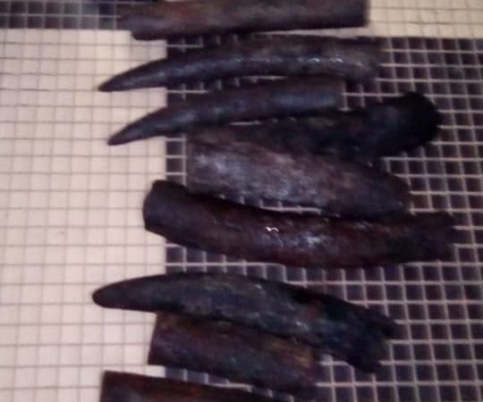 Saisie de 6 pointes d’ivoire à KOULA-MOUTOU !
