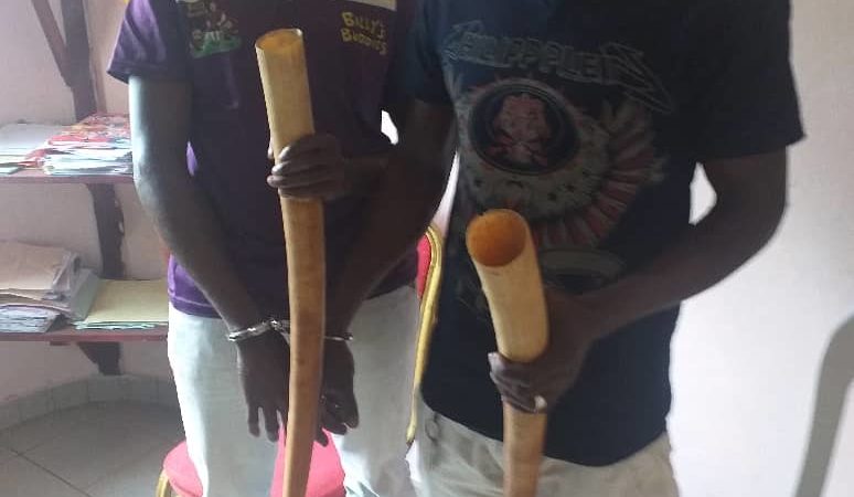 TRAFIC D’IVOIRE/ Deux ressortissants Maliens et un Guinéen (Guinée Conakry) arrêtés à Bitam et à Oyem !