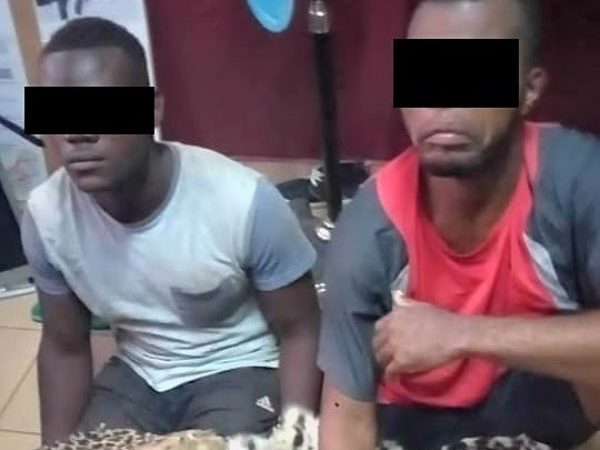 Oyem: Trois individus en possession de 3 peaux de panthère aux arrêts !