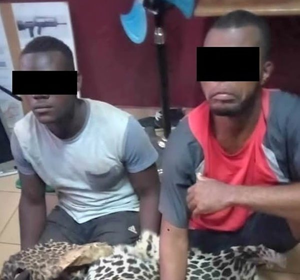 Oyem: Trois individus en possession de 3 peaux de panthère aux arrêts !