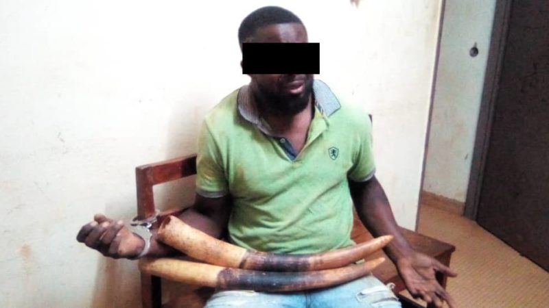 Moabi / TRAFIC D’IVOIRE / Un présumé trafiquant arrêté !
