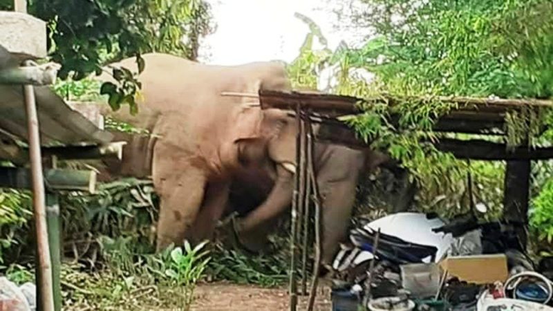 Conflits homme – éléphant : la population de Mekambo entend se faire justice