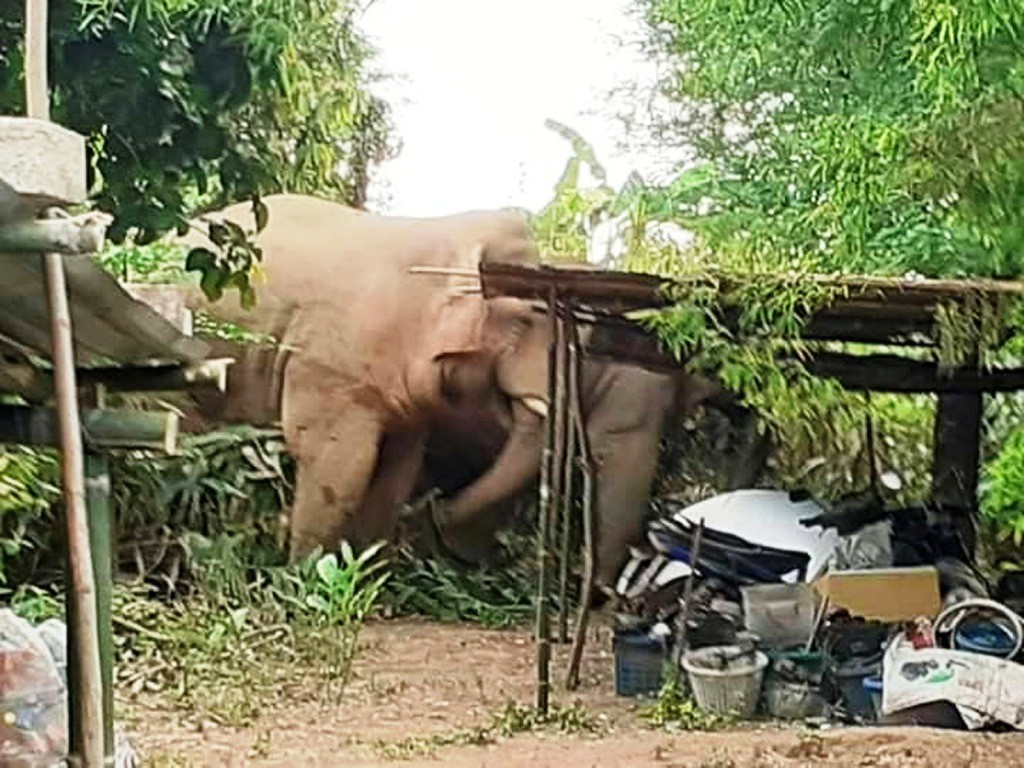 Conflits homme – éléphant : la population de Mekambo entend se faire justice