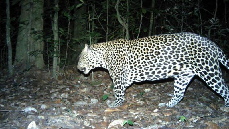 Ministère des eaux et forêts : « Améliorer la protection de la faune grâce à l&rsquo;intelligence artificielle »