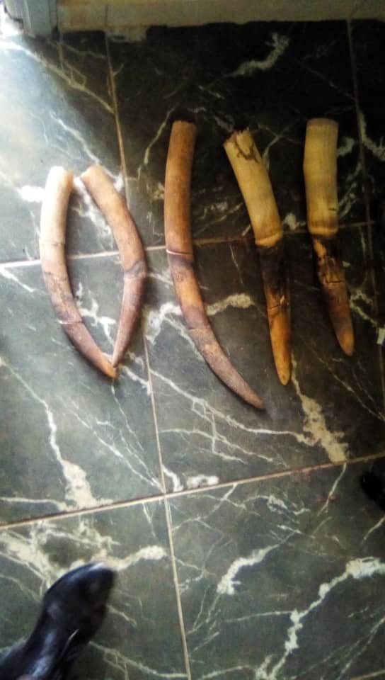 5 pointes d’ivoire saisies à Oyem !