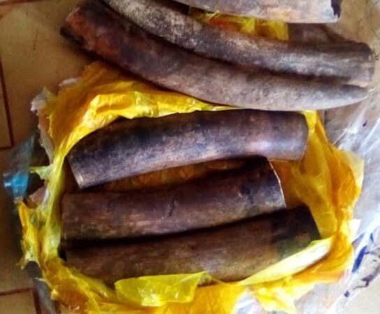 Gabon: 4 présumés trafiquants d’ivoire arrêtés à Mulundu