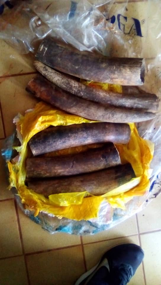 Gabon: 4 présumés trafiquants d’ivoire arrêtés à Mulundu