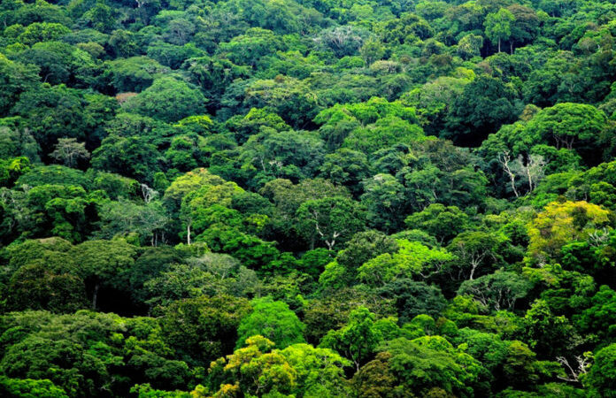 Environnement : le Gabon s’enrichit d’un texte de loi pour lutter contre le réchauffement climatique              