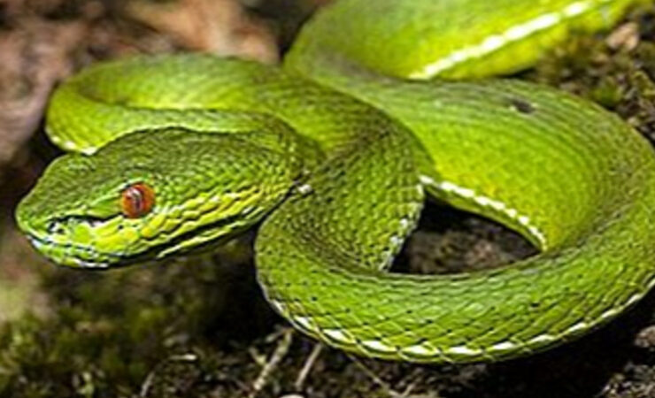 Gabon: Quand la presse privée se mord la queue