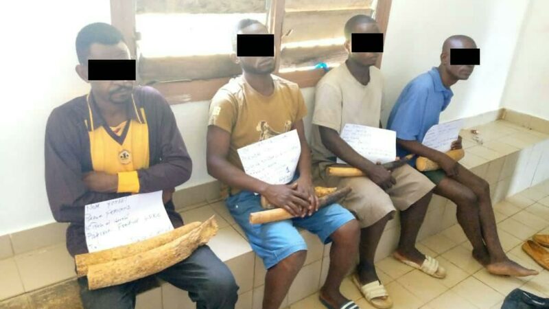 Trafic d’ivoire : 4 présumés trafiquants interpellés à Kango