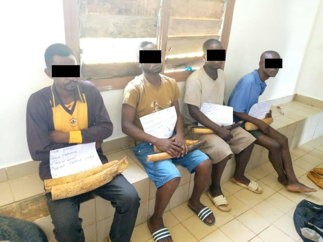 Trafic d’ivoire : 4 présumés trafiquants interpellés à Kango