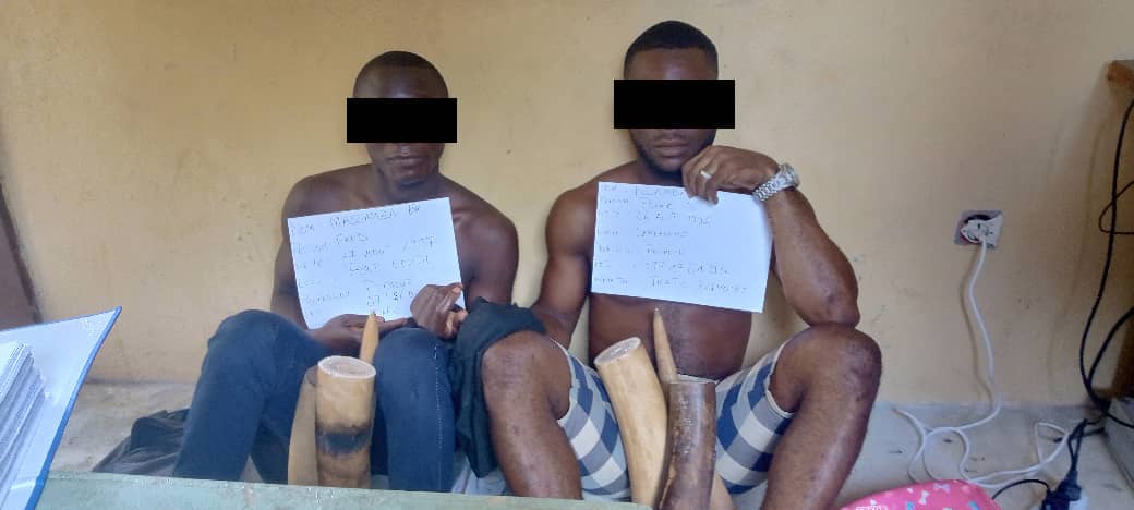 Trafic d’ivoire : fin d’activité pour deux Gabonais à Lambaréné