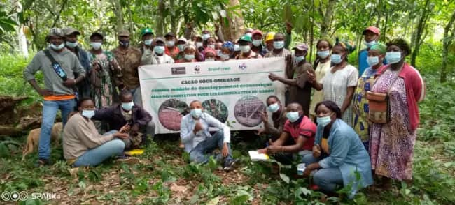 Projet de relancement de la culture du cacao