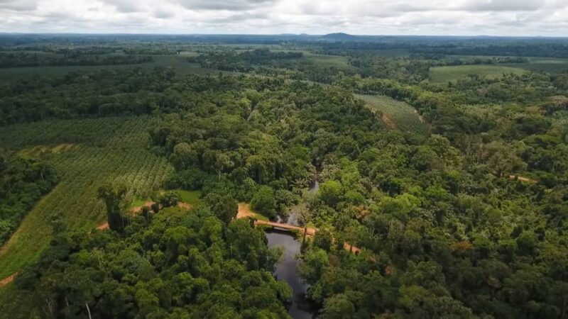 OLAM, ACTEUR MAJEUR DE LA CONSERVATION AU GABON