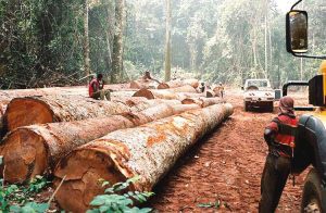 GABON ADVANCED WOOD SARL (GAW) CERTIFIÉ FSC DE GESTION FORESTIÈRE !