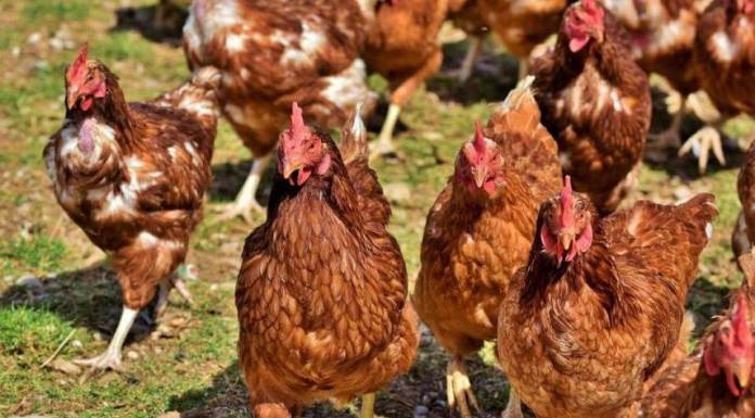 Présence du virus de la grippe aviaire au Gabon : le gouvernement prend des mesures !