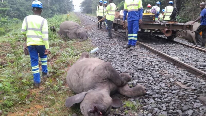 Eléphants percutés entre les gares d’Andem et Mbel: Setrag communique