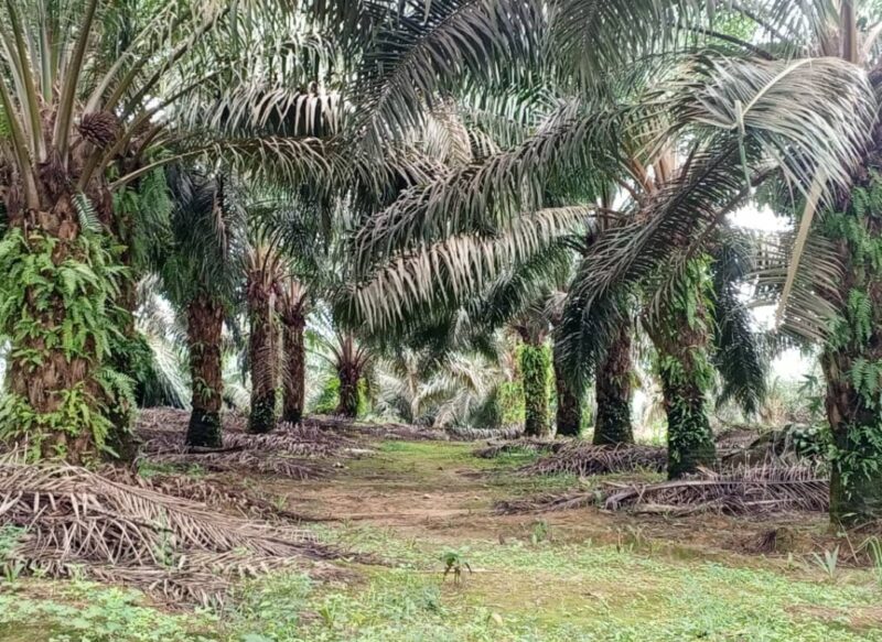 Communiqué de presse : Olam Group Limited maintient ses activités au Gabon