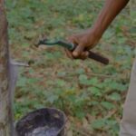 Olam Rubber Gabon : l’hévéaculture villageoise en pleine relance à Bitam