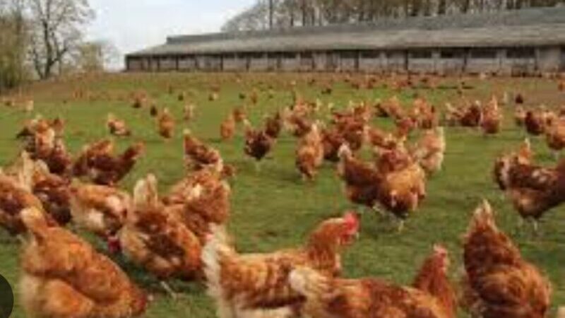 Vers l’autosuffisance alimentaire : six sites pour accueillir les futures fermes avicoles