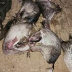Braconnage à Pongara : un coup d’arrêt salutaire pour la faune gabonaise