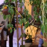 Iboga : L’État fixe des lignes rouges