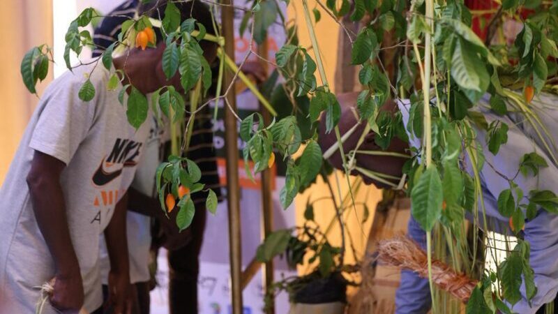 Iboga : L’État fixe des lignes rouges