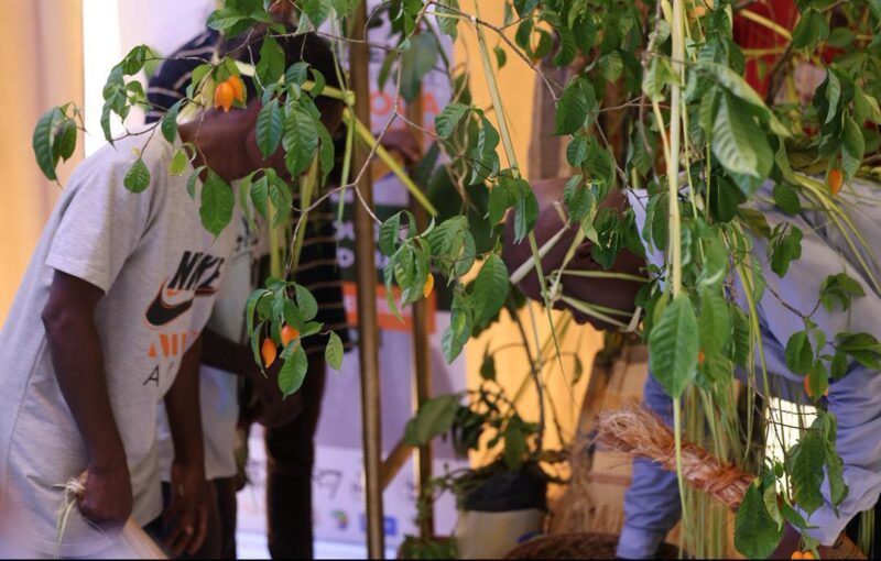 Iboga : L’État fixe des lignes rouges