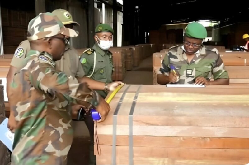 Kevazingo : Une Renaissance Régulée pour le Commerce du Bois