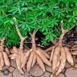 Manioc : la leçon chinoise qui peut inspirer l&rsquo;Afrique