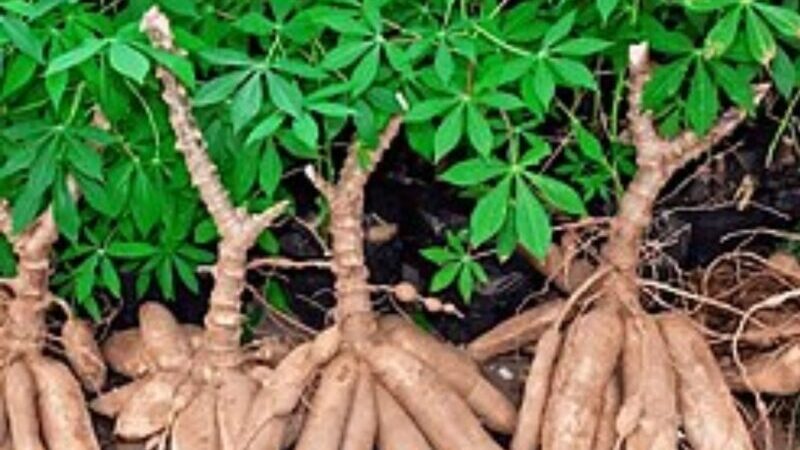 Manioc : la leçon chinoise qui peut inspirer l&rsquo;Afrique