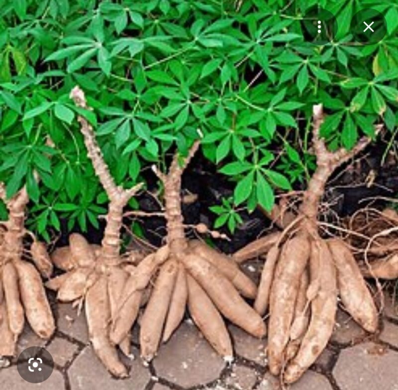 Manioc : la leçon chinoise qui peut inspirer l&rsquo;Afrique