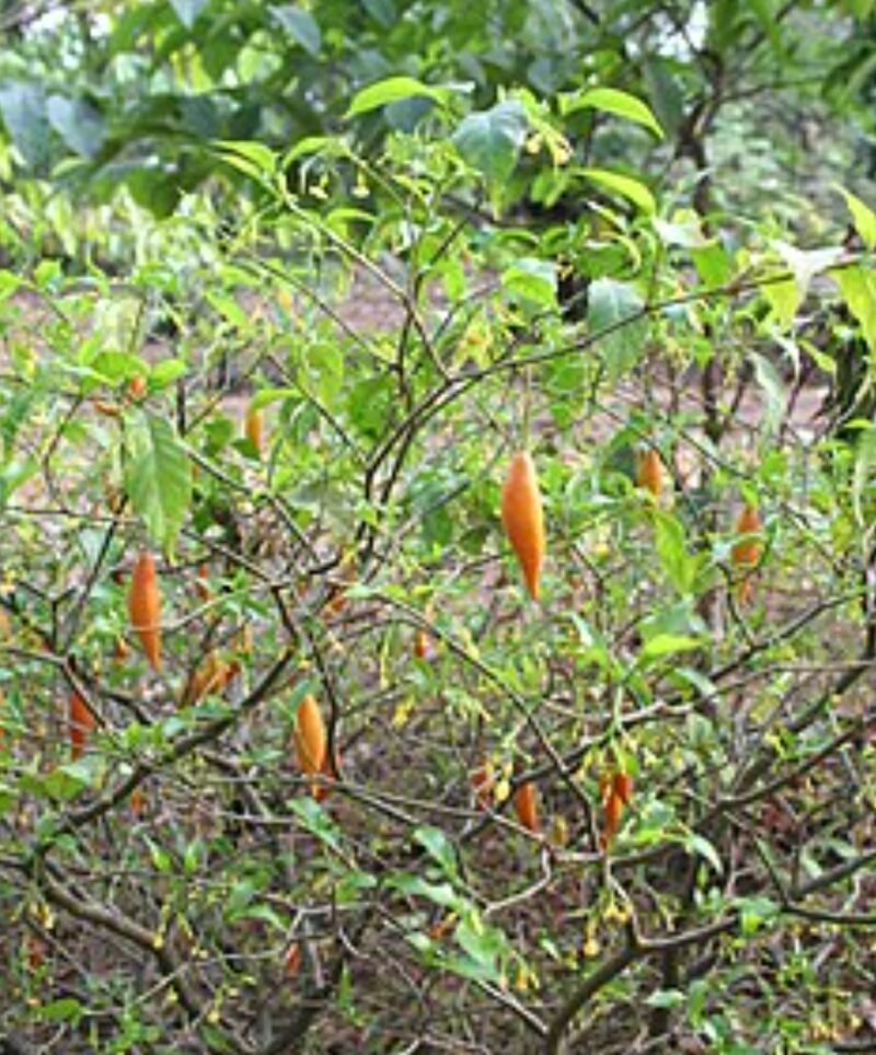 Gabon : l’exportation de l’iboga et de ses dérivés désormais interdite