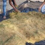 Riz 100 % gabonais : Du site d&rsquo;Ompouyi aux grandes superficies, le pari industriel de l&rsquo;autosuffisance alimentaire