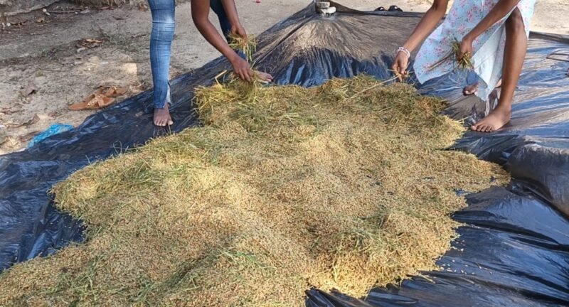 Riz 100 % gabonais : Du site d&rsquo;Ompouyi aux grandes superficies, le pari industriel de l&rsquo;autosuffisance alimentaire